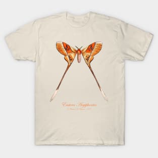 Moth - Eustera Argiphontes, Eudaemonia Argiphontes T-Shirt